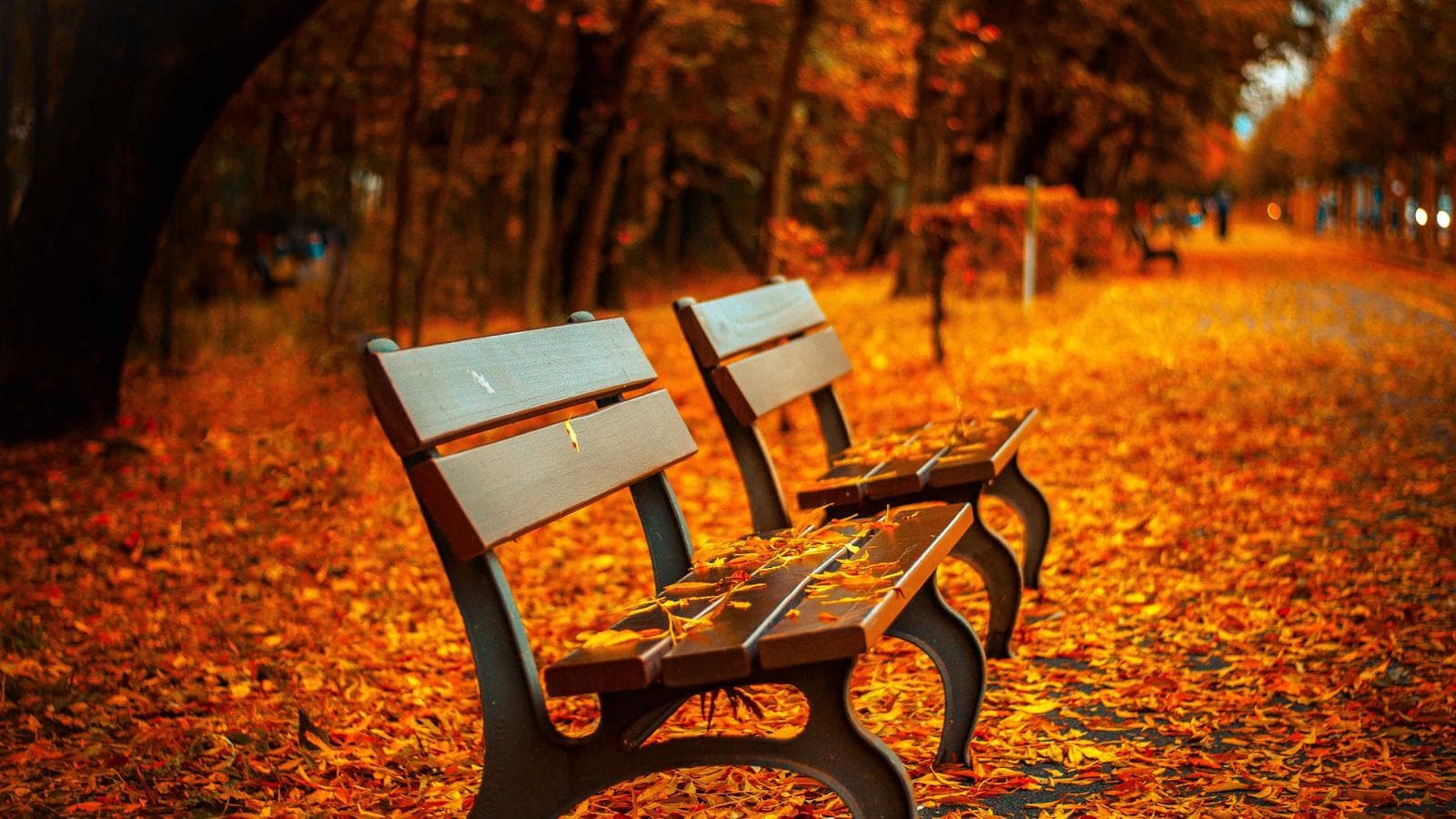 Two benches in a park